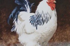 Alectryon. Acrylic on canvas. 42x32 inches.