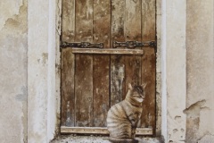 "Sleepy cat". Watercolor on Fabriano paper. 15.5x11.5. 2026.